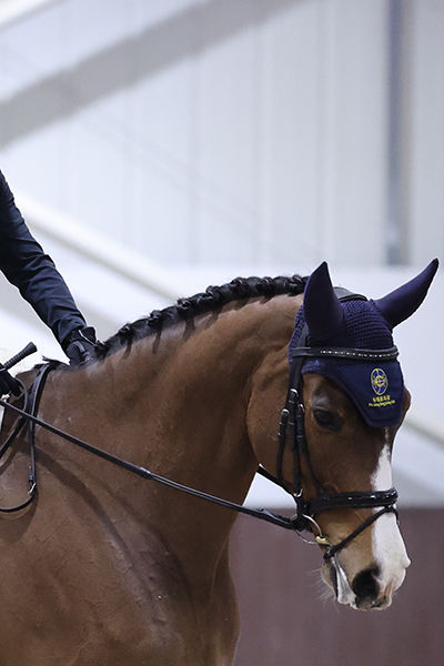horse-Jockey-Club-Tomothy