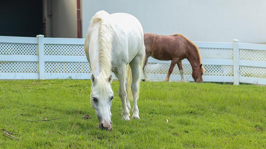 Export of Horses and Ponies