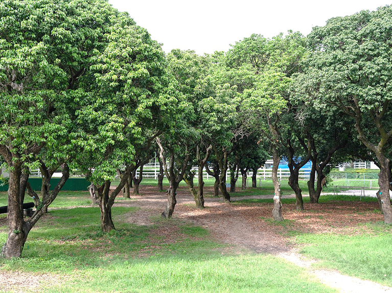 Lychee-Garden