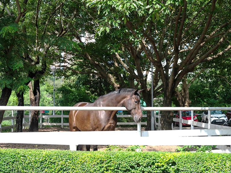 Sand-paddocks